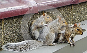 Trio of cuteness