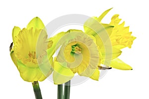 Trio of Daffodils