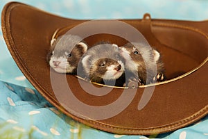 Trio of dark sable ferret babies posing as group for portrait