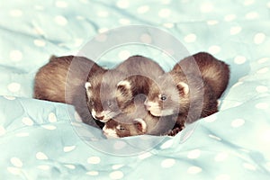 Trio of dark sable ferret babies posing as group for portrait