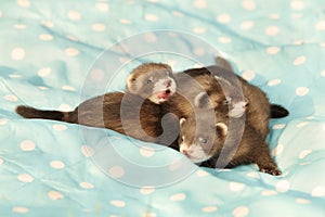 Trio of dark sable ferret babies posing as group for portrait