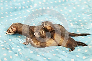 Trio of dark sable ferret babies posing as group for portrait with mother