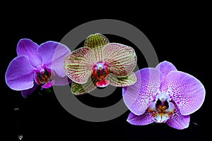 Trio different phalaenopsis orchids