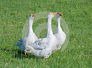 A Trio of Domestic Geese