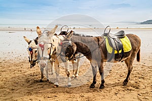 Trio of beach ride donkeys awaiting customers in Scarborough.