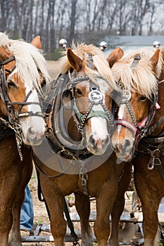 A Trio of Draft Horses