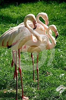 A trio of flamingos