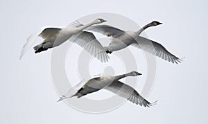 Trio of Flying Trumpeter Swans photo