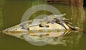 Trio of Freshwater Crocodiles Sunbathing