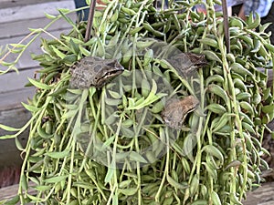 A Trio of Frogs in a Planter