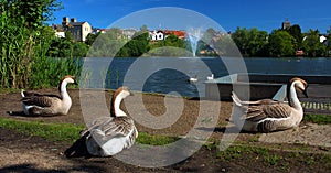 Trio Geese time to relax in Diss Mere park.