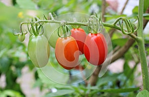 A Trio of Grape Tomatoes in Successive Stages of Ripeness