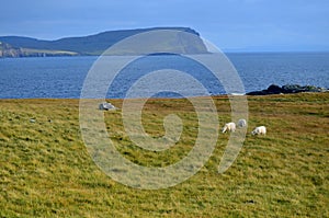 Trio of Grazing Sheep at Neist Point in Scotland