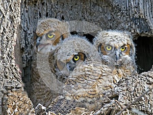 A trio of Great Horned Owls Owlets in Nest photo