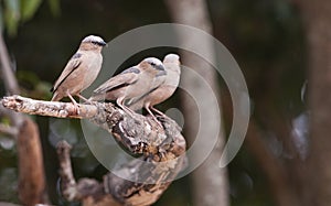 A trio of Grey-capped Social Weavers