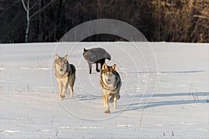 Trio of Grey Wolves Canis lupus Run Forward in Snowy Field Winter