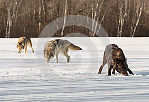 Trio of Grey Wolves (Canis lupus) Sniffs in Field Winter