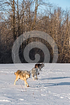 Trio of Grey Wolves Canis lupus in Snowy Field Winter