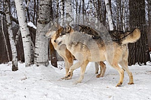 Trio of Grey Wolves (Canis lupus) Stand at Edge of Forest Winter