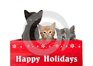 Trio of holiday kittens isolated on white