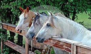 Trio of Horses at the rural Ranch