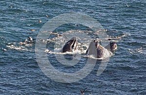 A trio of humpbacks feeding