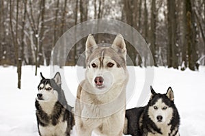 Trio husky snow winter beautiful proud animal wild dog wolf snow great