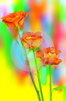 Trio of hybrid rose leonidas tea roses presented against colorful abstract background