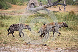 A trio of hyenas in the Moremi Game Reserve