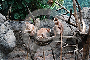 Trio of Javan Langur Monkeys all Sitting in a Tree