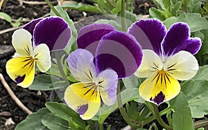 Trio of Johnny-Jump-Up Viola blossoms blooms