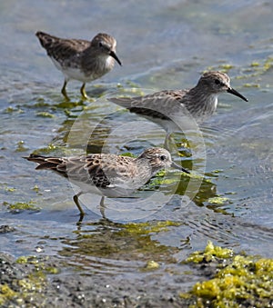 A trio of least sandpipers wading at the water`s edge
