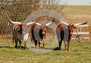 Trio of Longhorns photo