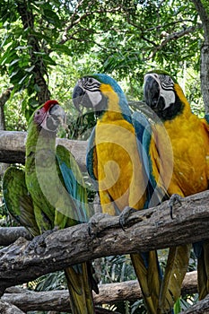 Trio of Macaw Birds Portrait in a Tree photo