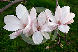 Trio of magnolia flowers