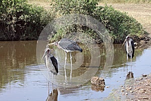 Trio Of Marabou Storks