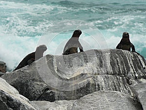 Trio of Marine Iguanas on rocks, Floreana, Galapagos Islands, Ecuador