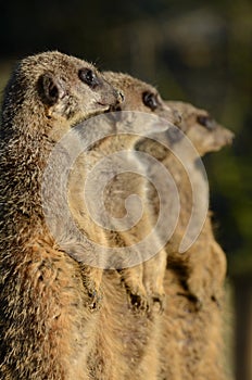 A Trio of Meerkats