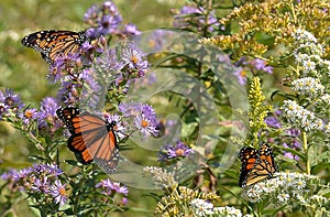 Trio of monarch (Danaus Plexippus) butterflies on New England aster and pearly everlasting HBBH photo