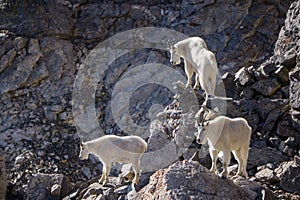 Trio of Mountain Goats