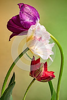 Trio of multicolor tulip flowers on abstract sunrise background