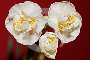 A trio of Narcis, in early March.