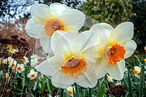 A trio of narcissus flowers offer a cheery image