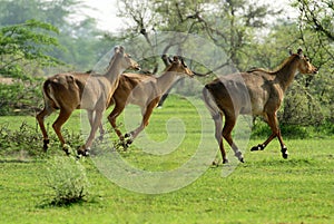 A trio of nilgai, running across the plains of Rajasthan, India