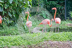 A trio of pink Flamingos.