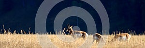 Pronghorn Antelope In Yellowtone National Park