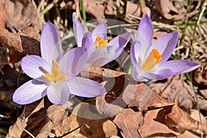 Trio of purple crocuses reborn from the dried leaves of fall.