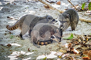 A trio of raccoon dogs on a beach in Costa Rica