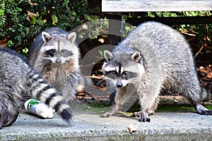 A trio of racoons searching for food in Stanley Park.