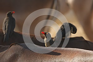 Trio of red-billed oxpeckers Buphagus erythrorhynchus is sitting on backes of impalas Aepyceros melampus